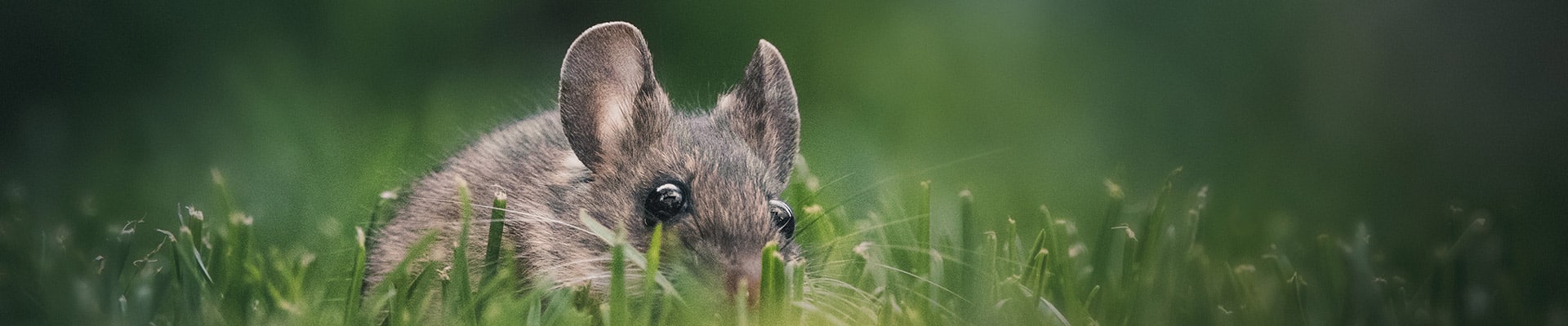 muis