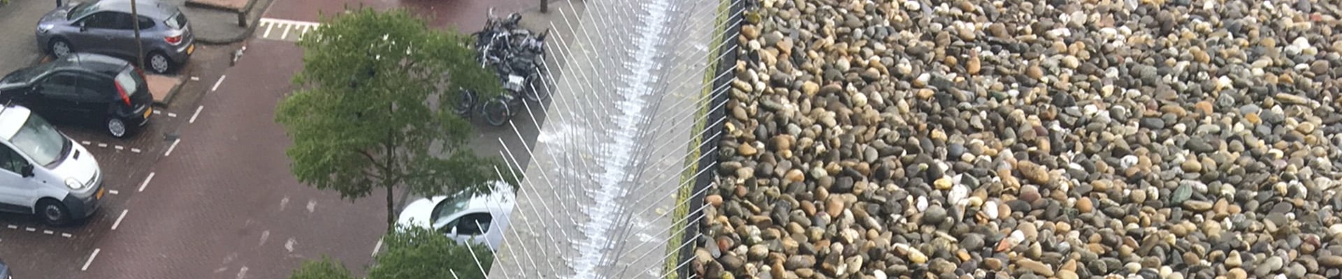 vogelpinnen